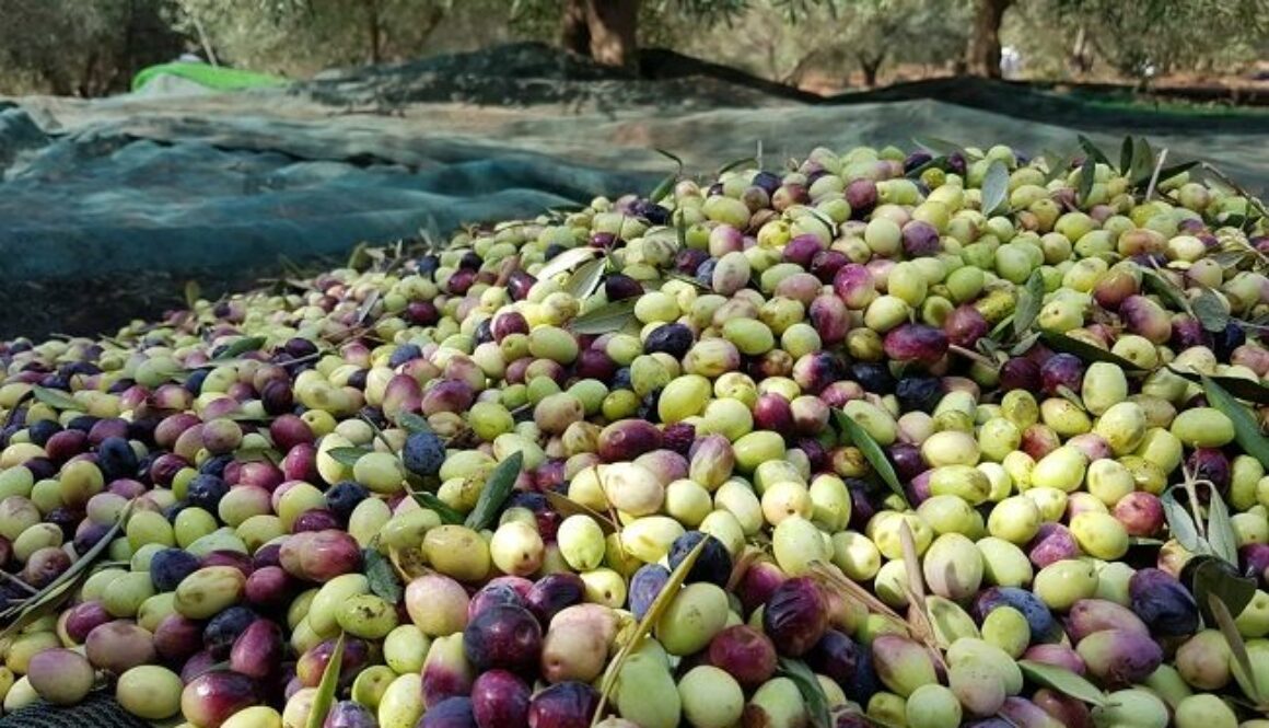 Olives