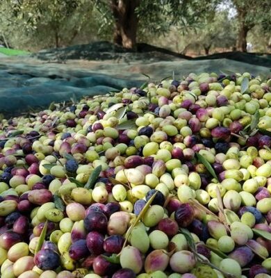 Olives Olives