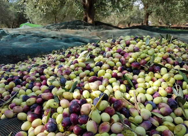 défit de biomasse en grignons d’olive comme source ergie